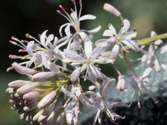 Thelypodium wrightii