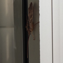 Nemotaulius hostilis