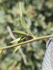 Thelypodium wrightii