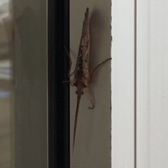 Nemotaulius hostilis