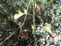 Thelypodium wrightii