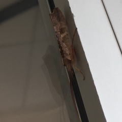 Nemotaulius hostilis