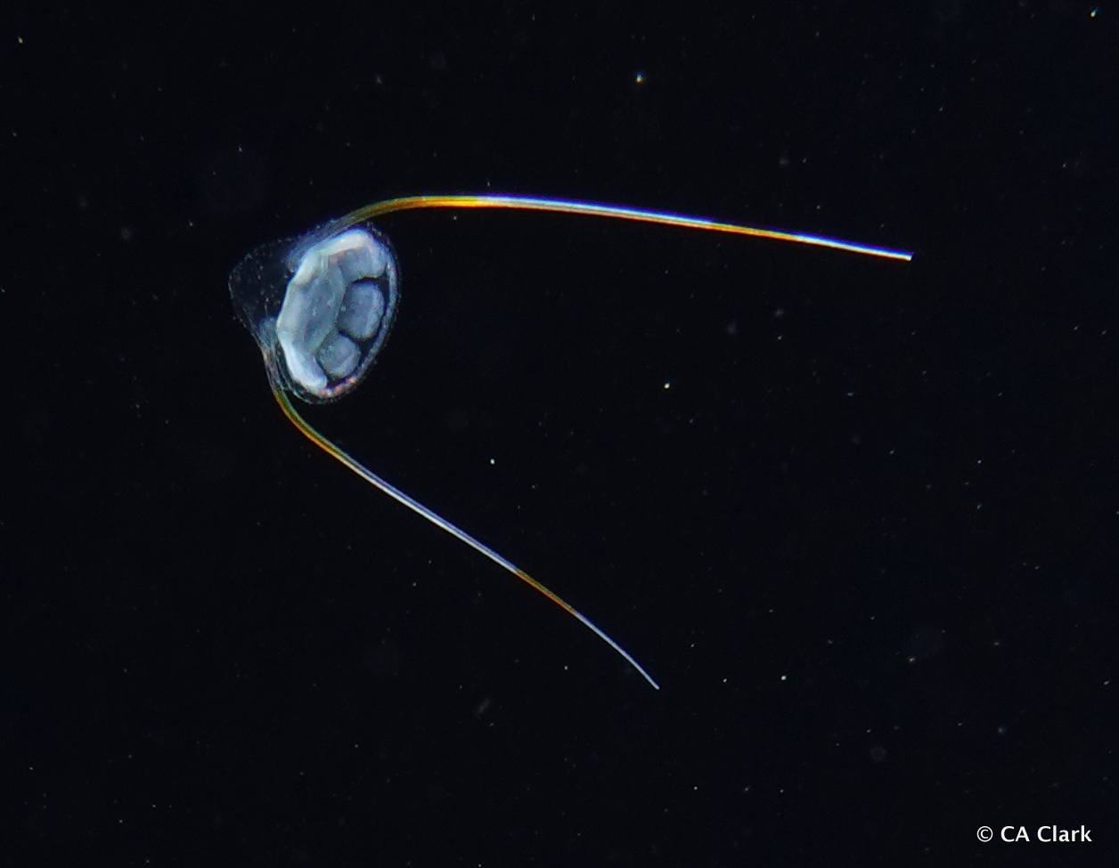 Solmundella bitentaculata (Quoy & Gaimard, 1833)