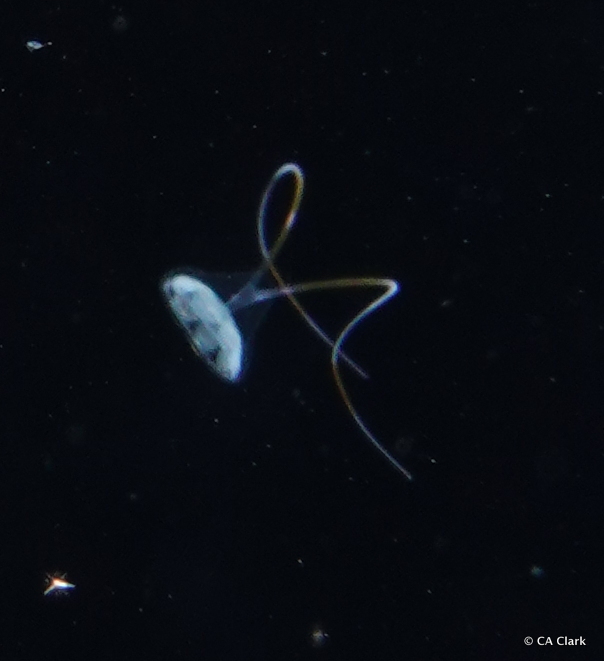 Solmundella bitentaculata (Quoy & Gaimard, 1833)