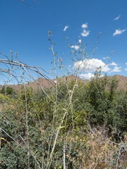 Thelypodium wrightii