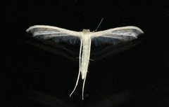 Pterophorus albidus