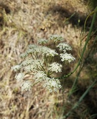 Perideridia kelloggii