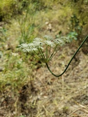 Perideridia kelloggii