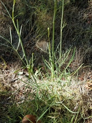 Perideridia kelloggii