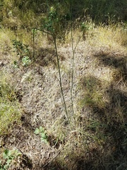 Perideridia kelloggii