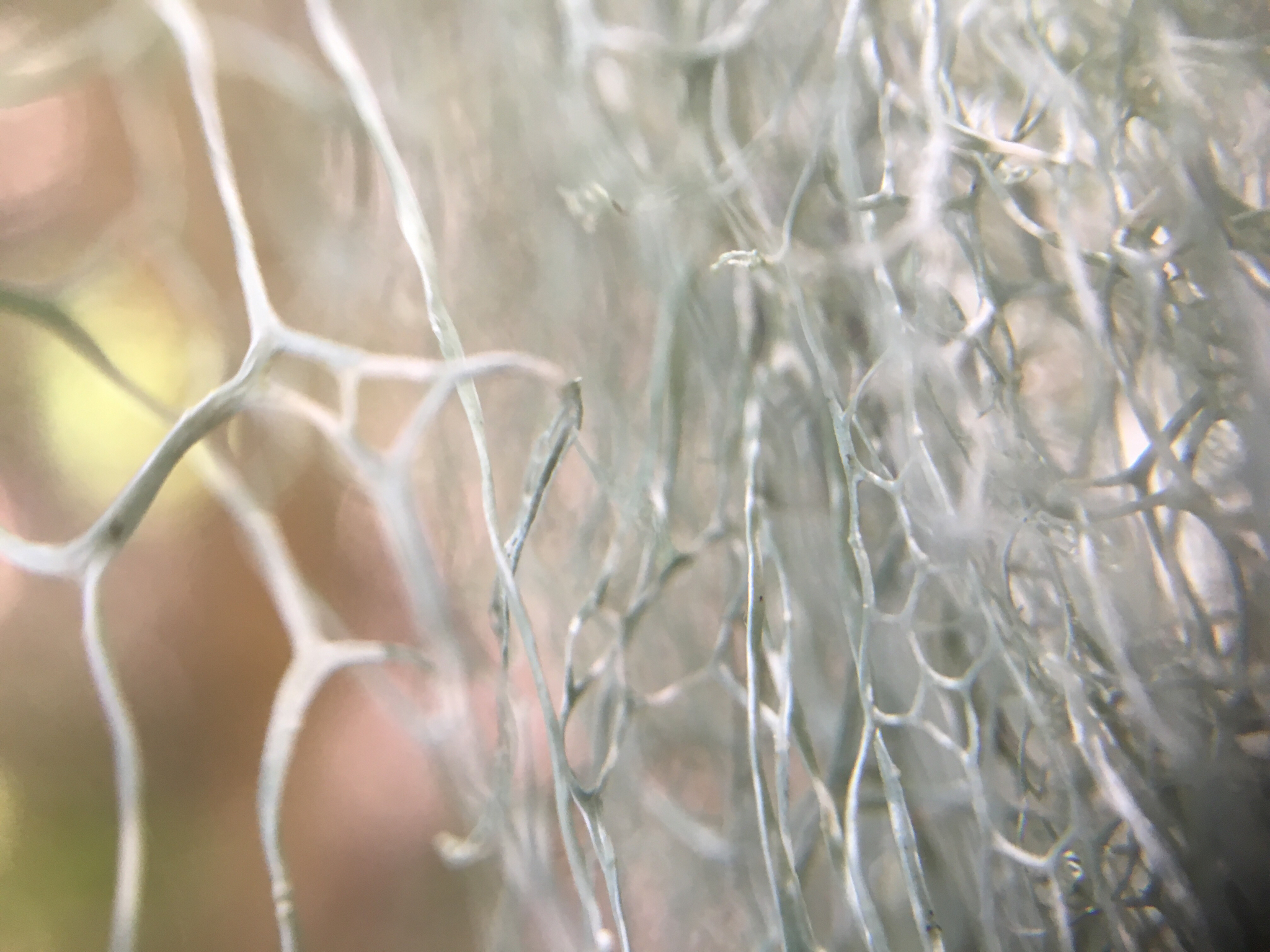 Ramalina menziesii image