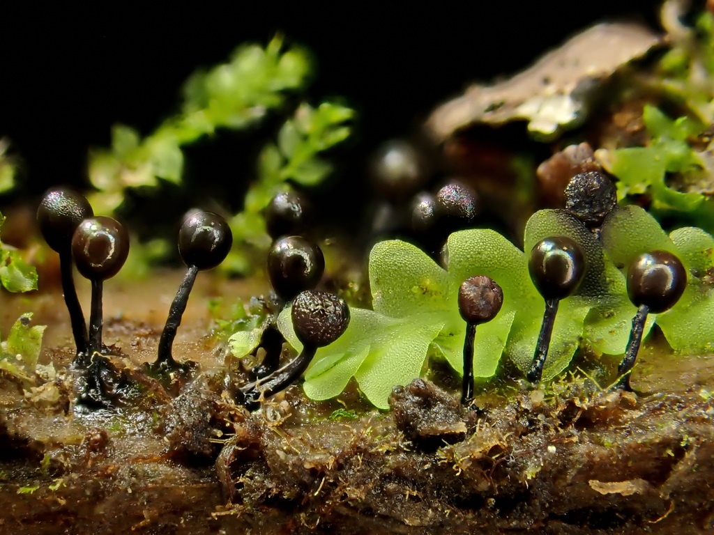 Lamproderma columbinum