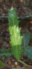 Corchorus asplenifolius image