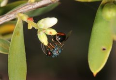 Eucharitidae