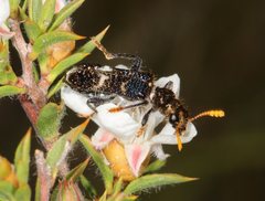 Scrobiger splendidus