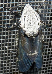 Prionoxystus robiniae