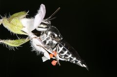 Coelioxys albolineatus