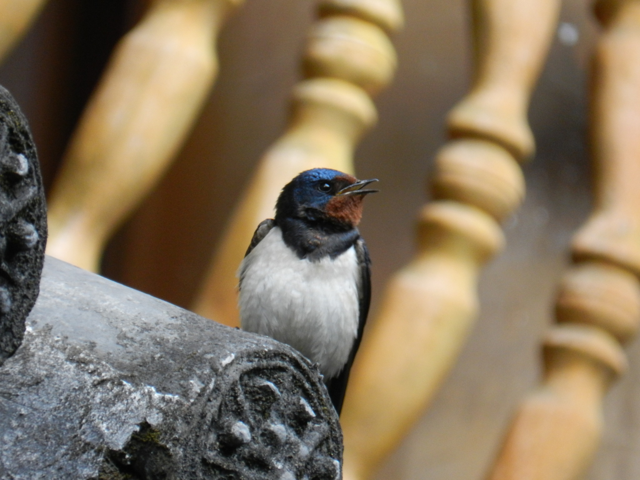 Barn Swallow