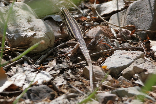 Desert Grassland Whiptail, Aspidoscelis uniparens