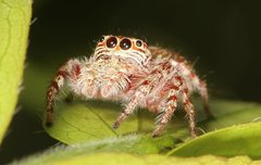 Opisthoncus parcedentatus