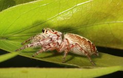 Opisthoncus parcedentatus