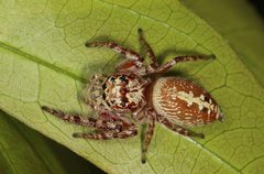 Opisthoncus parcedentatus