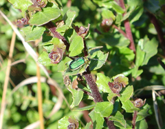 Trirhabda luteocincta