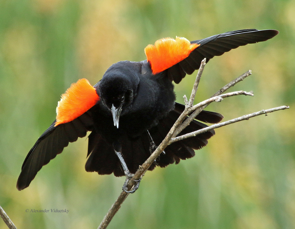 New World Blackbirds and Orioles