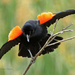 New World Blackbirds and Orioles - Photo (c) Alexander Viduetsky, some rights reserved (CC BY-NC), uploaded by Alexander Viduetsky