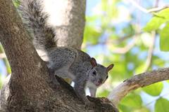 Yucatan Squirrel photo 2