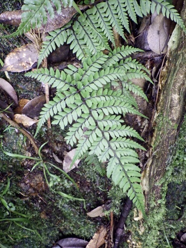 Image of Athyrium otophorum by (c) りなべる, some rights reserved (CC BY)
