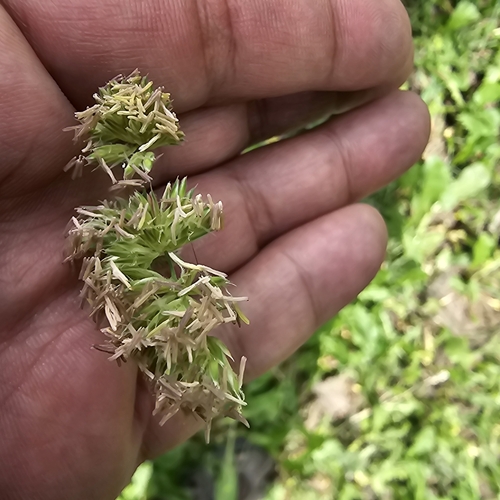 Dactylis glomerata observed 2024-07-14