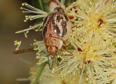 Paropsisterna semifumata