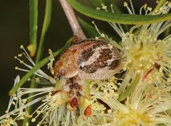 Paropsisterna semifumata