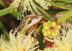 Paropsisterna semifumata