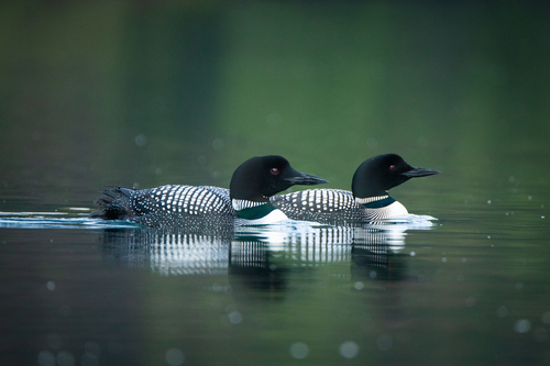 Common Loon, photo 7 of 8