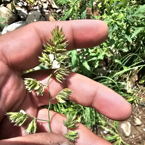 Dactylis glomerata observed 2024-07-14