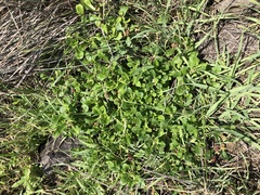 Sphaeromorphaea australis