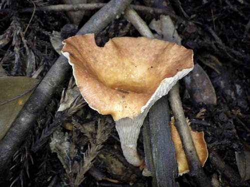 Turbinellus floccosus