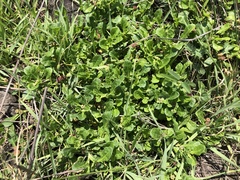 Sphaeromorphaea australis