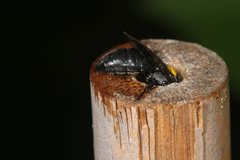 Meroglossa itamuca