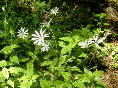Stellaria nemorum