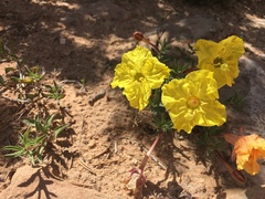 Calylophus