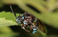 Thyreus nitidulus
