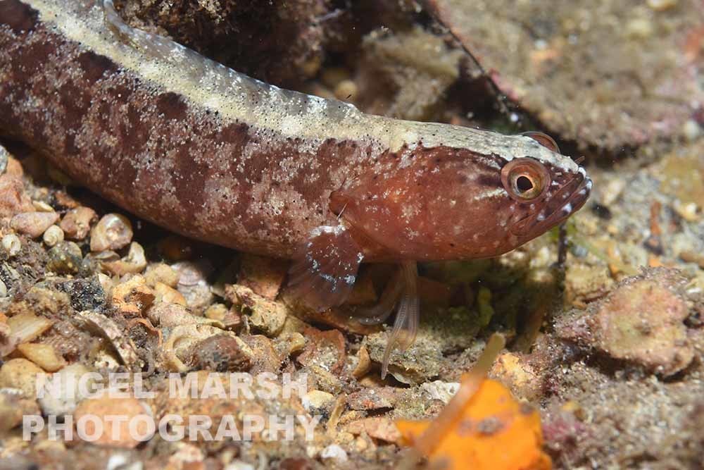 Adelaide Snakeblenny