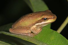 Pelodryadidae