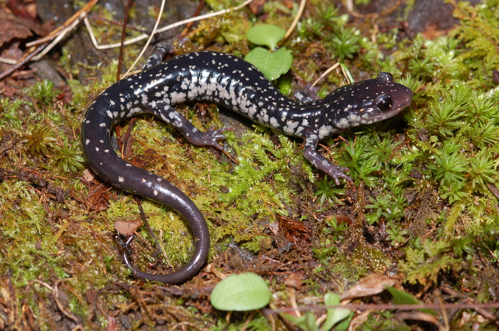 Southern Appalachian Salamander in October 2008 by Scott Gravette ...