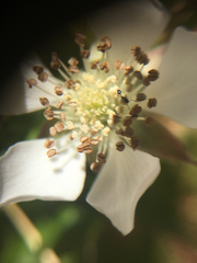 Rubus ursinus macropetalus