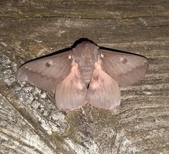 Citheronia sepulcralis