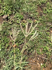 Chloris divaricata cynodontoides